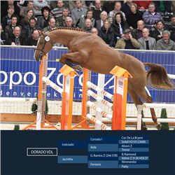 Dorado VDL Chestnut - KWPN - Gelding - April 26th, 2008 - XL.
