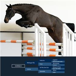 Dornick Brown - KWPN - Gelding - February 11th, 2008 - M.