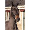 Image 2 : Dornick Brown - KWPN - Gelding - February 11th, 2008 - M.