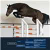 Image 1 : Douplesse WH Dark Brown - KWPN - Gelding - May 9th, 2008 - L.