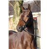 Image 2 : Douplesse WH Dark Brown - KWPN - Gelding - May 9th, 2008 - L.