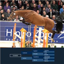 Dundee Brown - KWPN - Gelding - March 13th, 2008 - L.