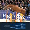 Image 1 : Dundee Brown - KWPN - Gelding - March 13th, 2008 - L.