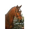 Image 2 : Dundee Brown - KWPN - Gelding - March 13th, 2008 - L.