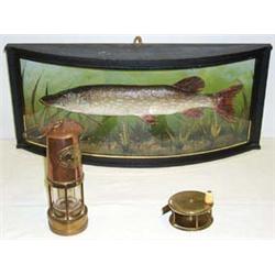 Stuffed pike in bowed glass fronted case