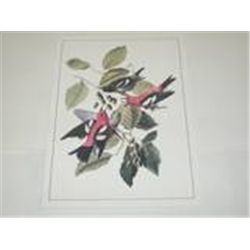 Set of 4 Lithographs