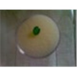 Faceted Green Gemstone From Gemstone Parcel Trilliant Shaped 1/8"