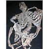 Image 1 : Invasion Skeleton