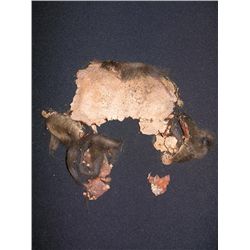 Laserblast (1978) Makeup Appliance