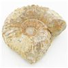 Image 1 : 1455ct Fossilized Natural Ammonite (MIN-000248)