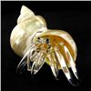 Image 1 : Hand Formed Glass Hermit Crab (DEC-549)