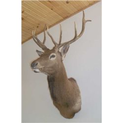 5x5 Elk taxidermy mount Nice condition!