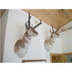 Antelope Taxidermy mounts will be sold seperately.