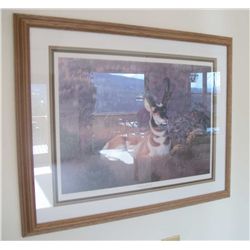 Antelope print Signed, John Phelps, numbered, framed and matted