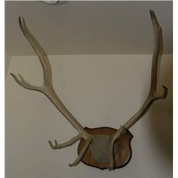 4x4 Elk European mount :)
