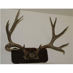 6x6 Mule Deer mount Antlers and skull cap.  Big Muley!