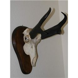 Antelope skull and horn mount :)