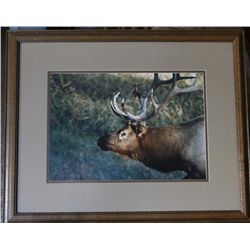 Framed photo "Elk bugling" Donald F. Mattusch 1987