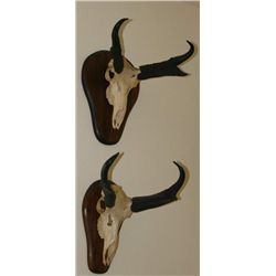 Antelope skull and horn mounts will be sold seperately.