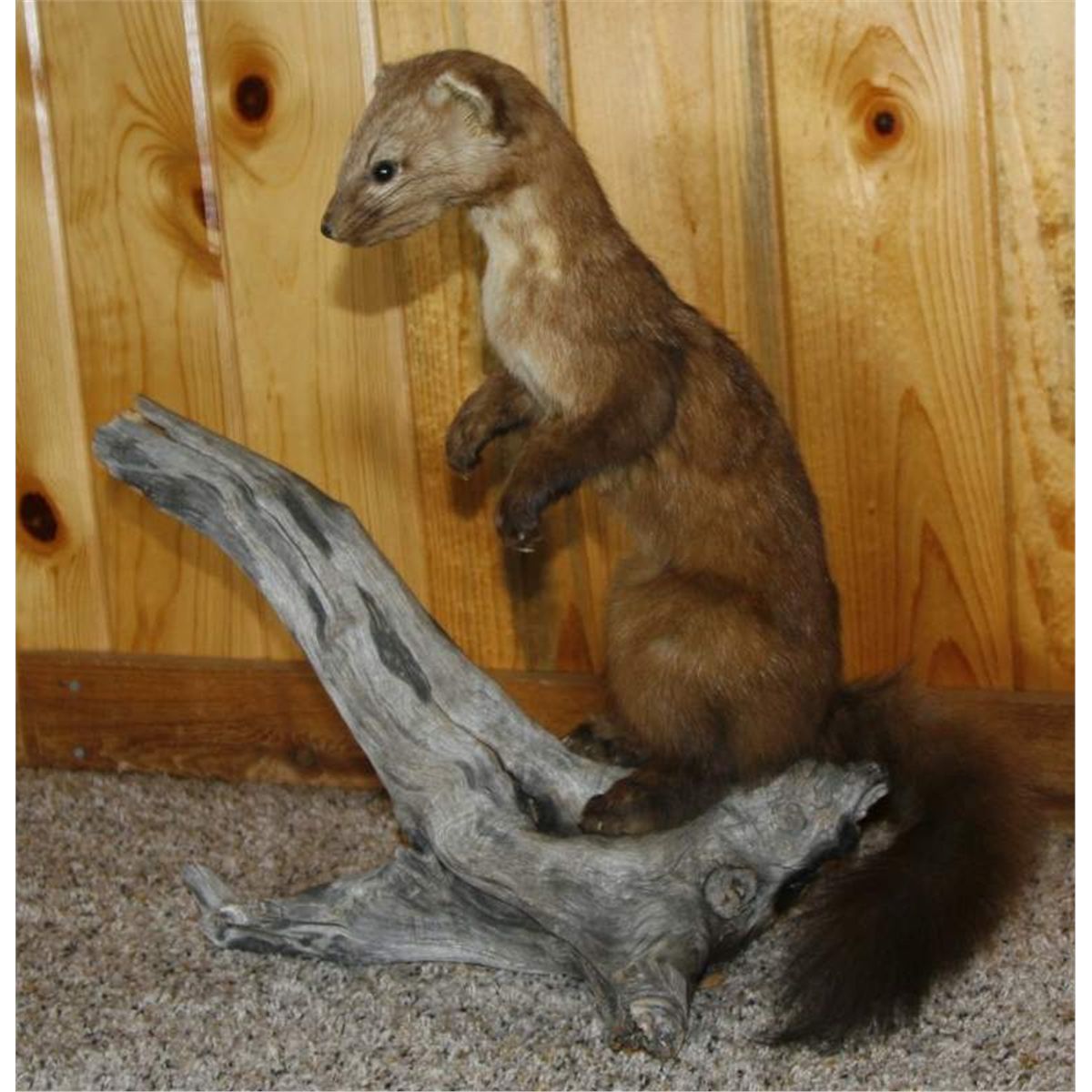 Mink? taxidermy mount Mounted to a branch for table/bar top display.