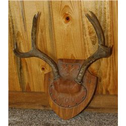 Thick 4x4 Mule Deer European mount Antlers