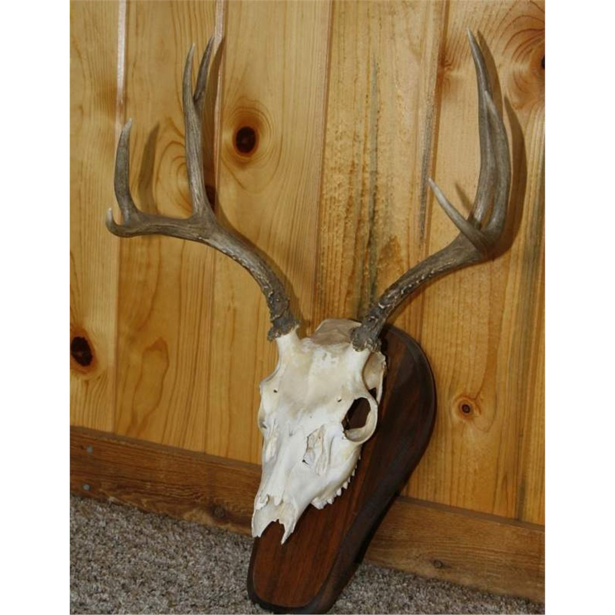 4x4 Mule Deer antler and skull mount )