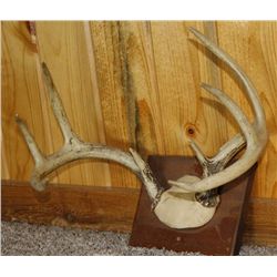 Older 4x4 Deer European mount :)