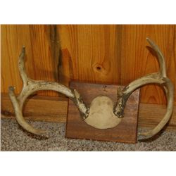 Older 4x4 Deer European mount :)