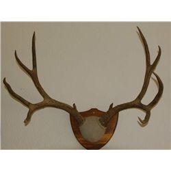5x5 antler mount :)