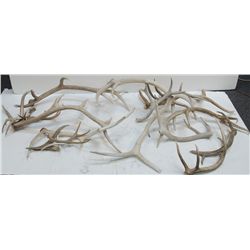 Large Lot Of Assorted Elk & Deer Horns