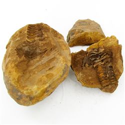 1215ct Natural Tribolite Fossil Uncleaned In Nodule (MIN-000212)