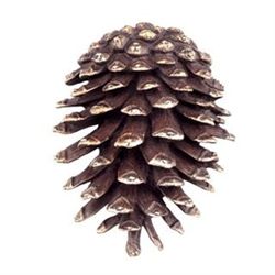 Pinecone Doorknocker