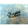 Image 3 : Hand Painted Ceramic Tropical Fish Napkin Holder Decor
