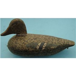 Mallard Hen (Eureka WI)