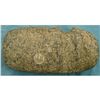 Image 1 : A Huge 10 1/2" 3/4 Groove Stone Ax Head