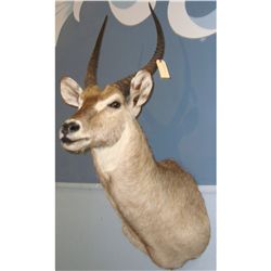 African Waterbuck Mount