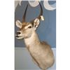 Image 1 : African Waterbuck Mount