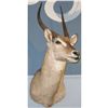 Image 2 : African Waterbuck Mount