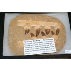 "Dinosaur Jawbone"-Mosasaurus; Cretaceous Period. Approx. 65 Million Yrs Old. Found in the Sahara De