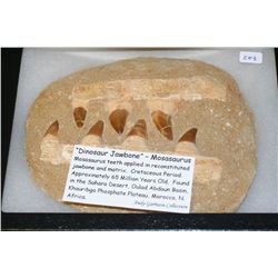 "Dinosaur Jawbone"-Mosasaurus; Cretaceous Period. Approx. 65 Million Yrs Old. Found in the Sahara De