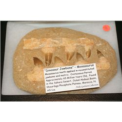 "Dinosaur Jawbone"-Mosasaurus; Cretaceous Period. Approx. 65 Million Yrs Old. Found in the Sahara De