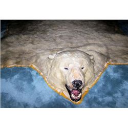 Polar Bear rug, approximately 100 years old