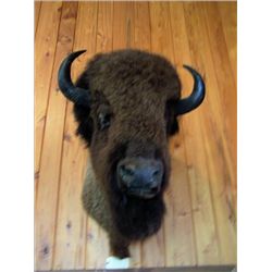Bison mounted head,