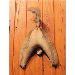 Mounted Back End of Deer