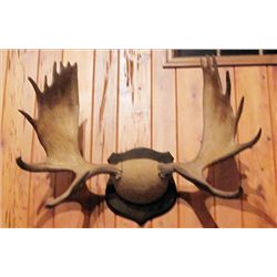 Moose Antlers on 14 inch base