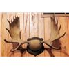 Image 1 : Moose Antlers on 14 inch base
