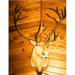 Caribou mounted head