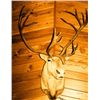 Image 1 : Caribou mounted head