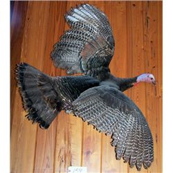 Wild Turkey mounted