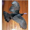 Image 1 : Wild Turkey mounted